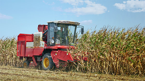 CD03在潍坊进行玉米收成作业