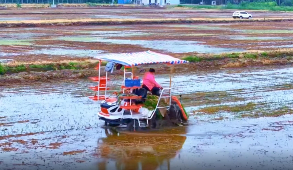 新宝GG6行插秧机在连云港作业中