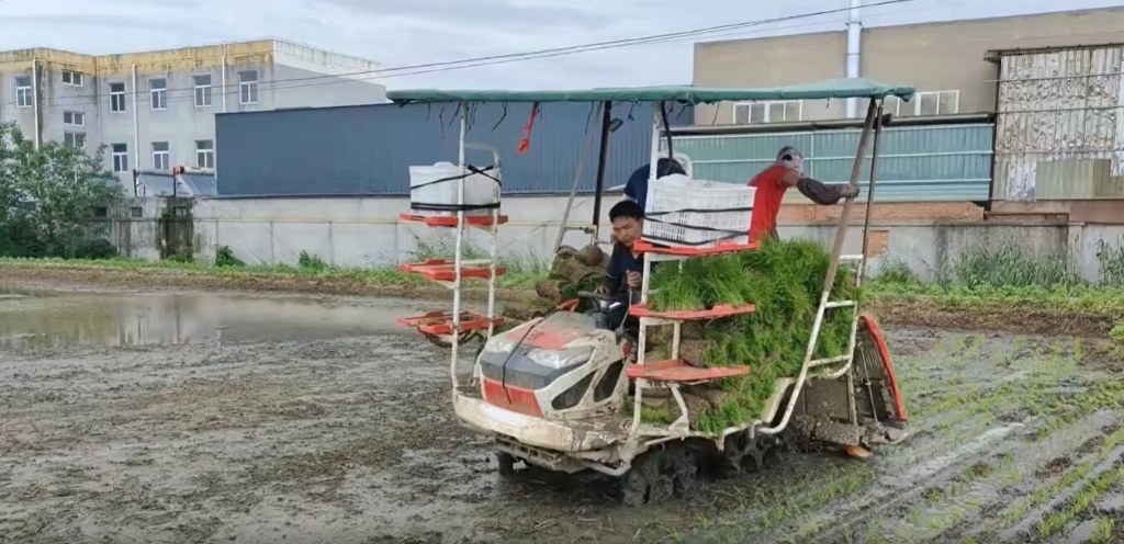 江苏靖江新宝GG幼8行杂交水稻作业中，成效效能都相当好